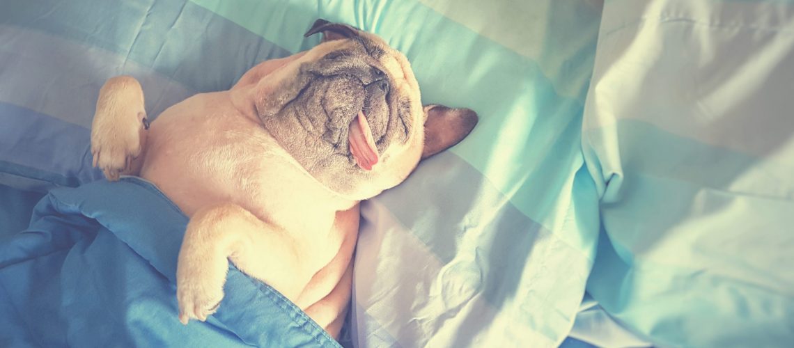 Cute pug dog sleep rest in bed, wrap with blanket and tongue sticking out in the lazy time